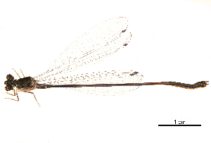  (Nesobasis longistyla - CCDB-32133-F03)  @11 [ ] CreativeCommons - Attribution (2018) Smithsonian Institution Smithsonian Institution
