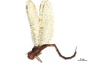  (Agyrtacantha dirupta - CCDB-32133-G01)  @11 [ ] CreativeCommons - Attribution (2018) Smithsonian Institution Smithsonian Institution