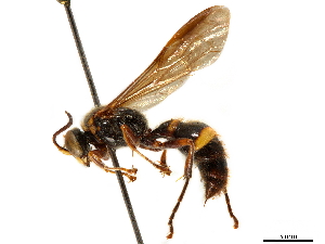  (Eogorytes fulvohirtus - CCDB-32134-C02)  @11 [ ] CreativeCommons - Attribution (2018) Smithsonian Institution Smithsonian Institution