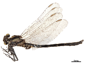  (Trigomphus melampus - CCDB-32135-E04)  @11 [ ] CreativeCommons - Attribution (2018) Smithsonian Institution Smithsonian Institution