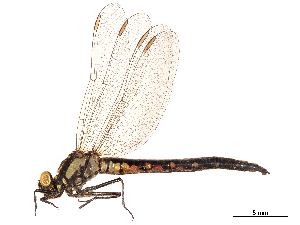  (Trigomphus melampus - CCDB-32135-E05)  @11 [ ] CreativeCommons - Attribution (2018) Smithsonian Institution Smithsonian Institution