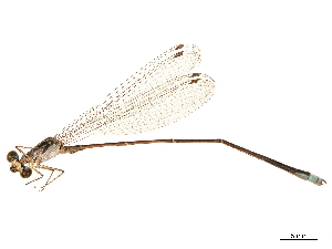  (Leptocnemis cyanops - CCDB-32135-E12)  @11 [ ] CreativeCommons - Attribution (2018) Smithsonian Institution Smithsonian Institution