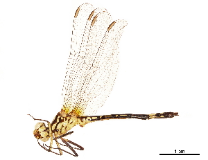  (Neodythemis hildebrandti - CCDB-32135-G03)  @11 [ ] CreativeCommons - Attribution (2018) Smithsonian Institution Smithsonian Institution