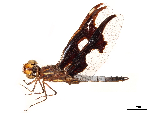  (Palpopleura lucia f. portia - CCDB-32135-G07)  @11 [ ] CreativeCommons - Attribution (2018) Smithsonian Institution Smithsonian Institution