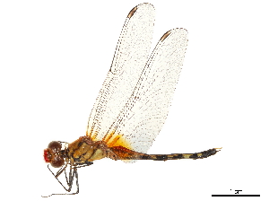  ( - CCDB-32135-G08)  @11 [ ] CreativeCommons - Attribution (2018) Smithsonian Institution Smithsonian Institution