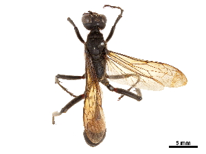  (Hoplammophila aemulans - CCDB-32136-B10)  @11 [ ] CreativeCommons - Attribution (2018) Smithsonian Institution Smithsonian Institution