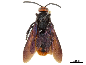  (Megascolia azurea - CCDB-32136-E07)  @11 [ ] CreativeCommons - Attribution (2018) Smithsonian Institution Smithsonian Institution