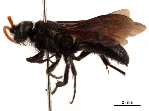  (Cosila chilensis - CCDB-32136-G12)  @11 [ ] CreativeCommons - Attribution (2018) Smithsonian Institution Smithsonian Institution