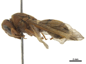  (Antodynerus flavescens - CCDB-32137-F10)  @11 [ ] CreativeCommons - Attribution (2018) Smithsonian Institution Smithsonian Institution