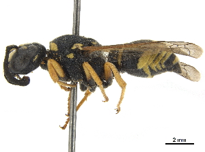 (Hemipterochilus - CCDB-32137-H04)  @11 [ ] CreativeCommons - Attribution (2018) Smithsonian Institution Smithsonian Institution