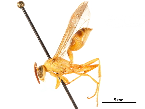  (Agelaia myrmecophila - CCDB-32138-D08)  @11 [ ] CreativeCommons - Attribution (2018) Smithsonian Institution Smithsonian Institution