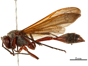  (Belonogaster grisea - CCDB-32138-F11)  @11 [ ] CreativeCommons - Attribution (2018) Smithsonian Institution Smithsonian Institution
