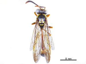  (Eustenogaster eximia - CCDB-32138-G09)  @11 [ ] CreativeCommons - Attribution (2018) Smithsonian Institution Smithsonian Institution