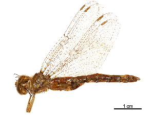  (Neurocordulia virginiensis - CCDB-32138-H01)  @11 [ ] CreativeCommons - Attribution (2018) Smithsonian Institution Smithsonian Institution