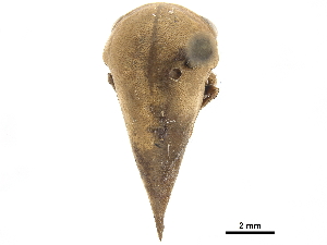  (Hebetica sylviae - CCDB-32959-A02)  @11 [ ] CreativeCommons - Attribution (2019) Smithsonian Institution Smithsonian Institution