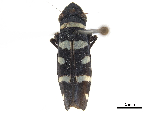  (Balacha melanocephala - CCDB-32959-A10)  @11 [ ] CreativeCommons - Attribution (2019) Smithsonian Institution Smithsonian Institution
