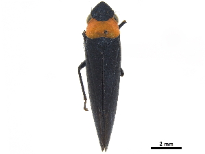  (Barbinolla costaricensis - CCDB-32959-B03)  @11 [ ] CreativeCommons - Attribution (2019) Smithsonian Institution Smithsonian Institution