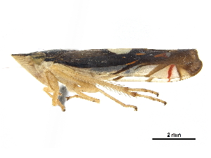  (Diedrocephala - CCDB-32959-C09)  @11 [ ] CreativeCommons - Attribution (2019) Smithsonian Institution Smithsonian Institution
