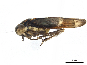  (Dilobopterus demissus - CCDB-32959-C10)  @11 [ ] CreativeCommons - Attribution (2019) Smithsonian Institution Smithsonian Institution