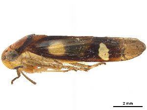  (Dilobopterus exaltatus - CCDB-32959-C11)  @11 [ ] CreativeCommons - Attribution (2019) Smithsonian Institution Smithsonian Institution