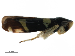  (Microgoniella pudica - CCDB-32959-F01)  @11 [ ] CreativeCommons - Attribution (2019) Smithsonian Institution Smithsonian Institution