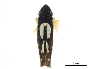  (Microgoniella quevedoensis - CCDB-32959-F02)  @11 [ ] CreativeCommons - Attribution (2019) Smithsonian Institution Smithsonian Institution