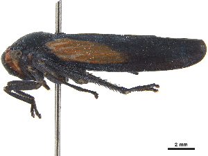  (Sphaeropogonia - CCDB-32959-F12)  @11 [ ] CreativeCommons - Attribution (2019) Smithsonian Institution Smithsonian Institution
