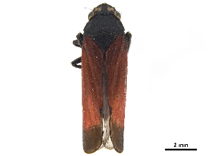  (Trichogonia ardentula - CCDB-32959-H03)  @11 [ ] CreativeCommons - Attribution (2019) Smithsonian Institution Smithsonian Institution