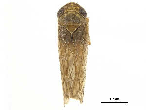  (Atanus coronatus - CCDB-32960-E01)  @11 [ ] CreativeCommons - Attribution (2019) Smithsonian Institution Smithsonian Institution