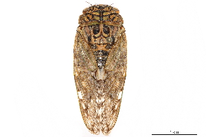  (Platypleura gowdeyi - CCDB-32961-A02)  @11 [ ] CreativeCommons - Attribution (2019) Smithsonian Institution Smithsonian Institution