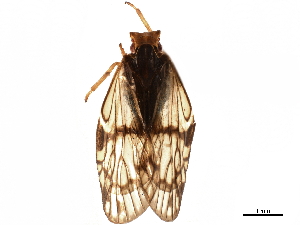  (Bothriocera eborea - CCDB-32961-A07)  @11 [ ] CreativeCommons - Attribution (2019) Smithsonian Institution Smithsonian Institution