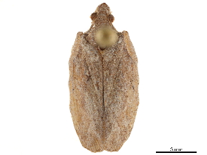  (Pseudoflatoides albus - CCDB-32961-A10)  @11 [ ] CreativeCommons - Attribution (2019) Smithsonian Institution Smithsonian Institution