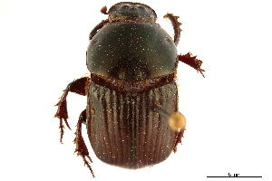  (Onitis viridulus - CCDB-32961-D01)  @11 [ ] CreativeCommons - Attribution (2019) Smithsonian Institution Smithsonian Institution