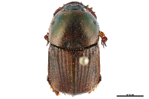  (Onitis picticollis - CCDB-32961-E06)  @11 [ ] CreativeCommons - Attribution (2019) Smithsonian Institution Smithsonian Institution