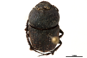  (Phalops lutatus - CCDB-32961-F01)  @11 [ ] CreativeCommons - Attribution (2019) Smithsonian Institution Smithsonian Institution