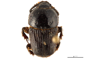  ( - CCDB-32961-F02)  @11 [ ] CreativeCommons - Attribution (2019) Smithsonian Institution Smithsonian Institution