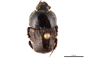  ( - CCDB-32961-F03)  @11 [ ] CreativeCommons - Attribution (2019) Smithsonian Institution Smithsonian Institution