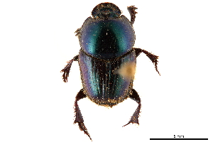  (Hyalonthophagus - CCDB-32961-F06)  @11 [ ] CreativeCommons - Attribution (2019) Smithsonian Institution Smithsonian Institution