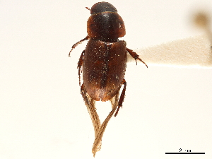  (Trichaphodioides calcaratus - CCDB-32961-G08)  @11 [ ] CreativeCommons - Attribution (2019) Smithsonian Institution Smithsonian Institution