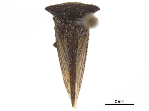  (Eufairmairia fraterna - CCDB-32962-C07)  @11 [ ] CreativeCommons - Attribution (2019) Smithsonian Institution Smithsonian Institution