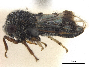  (Abelus - CCDB-32962-C11)  @11 [ ] CreativeCommons - Attribution (2019) Smithsonian Institution Smithsonian Institution