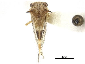  (Ilithucia ciliata - CCDB-32962-G03)  @11 [ ] CreativeCommons - Attribution (2019) Smithsonian Institution Smithsonian Institution