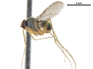  (Dactylomyia lateralis - CCDB-32963-G06)  @11 [ ] CreativeCommons - Attribution (2019) Smithsonian Institution Smithsonian Institution