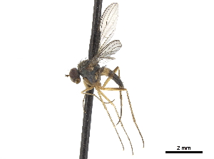  (Erebomyia ramseyensis - CCDB-32963-G08)  @11 [ ] CreativeCommons - Attribution (2019) Smithsonian Institution Smithsonian Institution