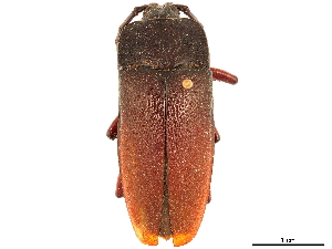  (Holonotus laevithorax - CCDB-32964-D10)  @11 [ ] CreativeCommons - Attribution (2019) Smithsonian Institution Smithsonian Institution
