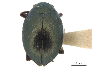  (Brachypnoea rotundicollis - CCDB-32965-A08)  @11 [ ] CreativeCommons - Attribution (2018) Smithsonian Institution Smithsonian Institution