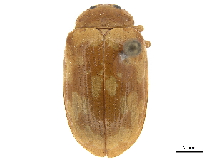  (Ophrida spectabilis - CCDB-32965-H10)  @11 [ ] CreativeCommons - Attribution (2018) Smithsonian Institution Smithsonian Institution