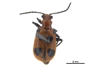  (Neolema sexpunctata - CCDB-32966-G10)  @11 [ ] CreativeCommons - Attribution (2019) Smithsonian Institution Smithsonian Institution