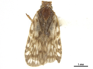  (Bothriocera maculata - CCDB-32967-C11)  @11 [ ] CreativeCommons - Attribution (2019) Smithsonian Institution Smithsonian Institution