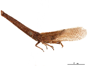  (Dichopterinae - CCDB-32968-A09)  @11 [ ] CreativeCommons - Attribution (2019) Smithsonian Institution Smithsonian Institution